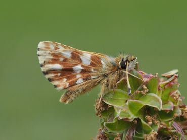 Marian Schut, Eifel, Duitsland, 25 mei 2016