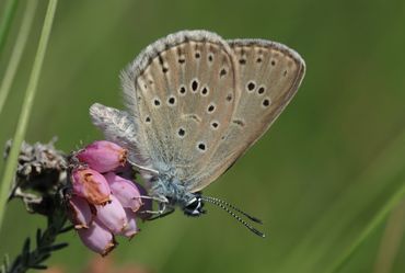 Bert van Rijsewijk, mannetje, 13 juli 2020