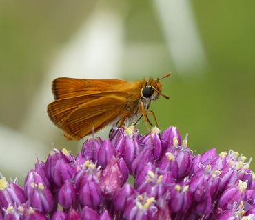 Rob Webeling, mannetje, Roquebrune s/Argens (FR), 1 juni 2016